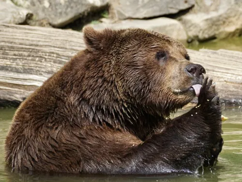 Du rock pour protéger les habitants des ours